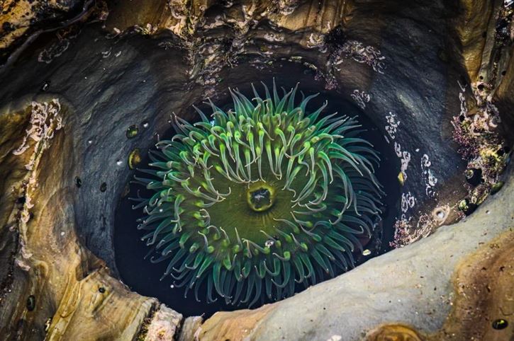 Zelená morská sasanka v prírodnom bazéniku na skalnatom pobreží oceánu.