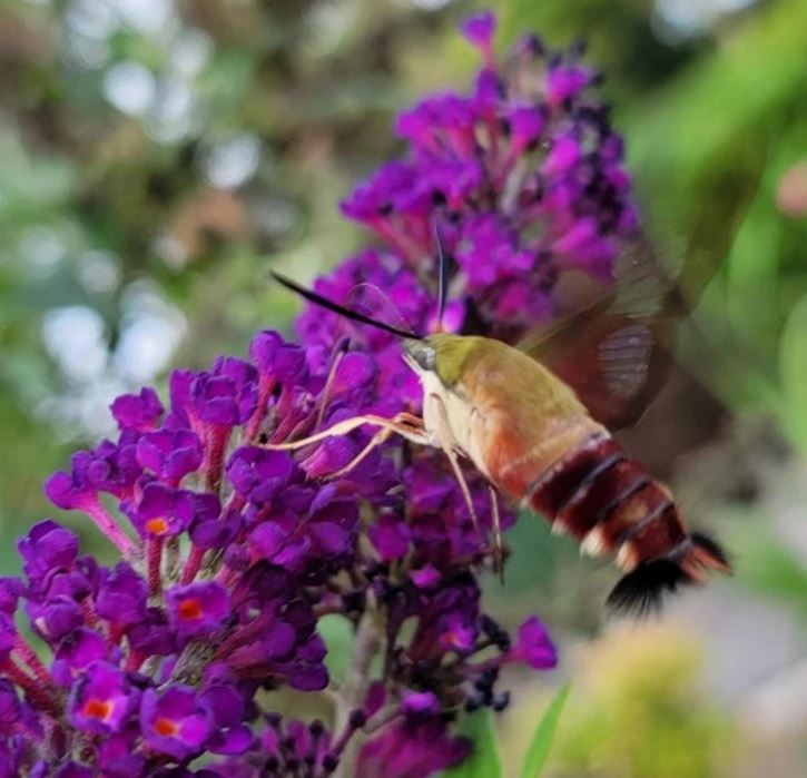 Kolibřík sosáčik na kvete budleje, zachytený počas letu nad fialovými kvetmi v prírodnom prostredí.