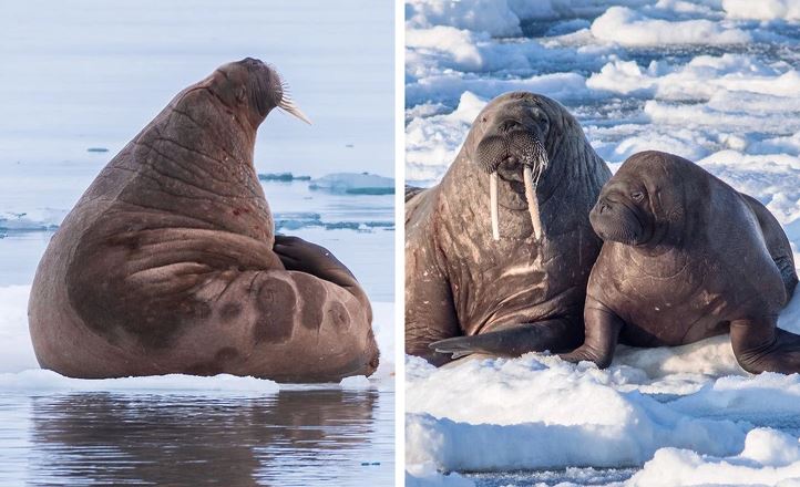 Ladná lachtania rodina odpočíva na ľadových plochách v Arktíde počas pokojného zimného dňa.
