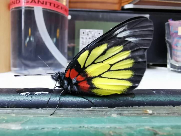 Čierno-žltý motýľ so žiarivými farbami sedí na povrchu v interiéri blízko dezinfekcie.