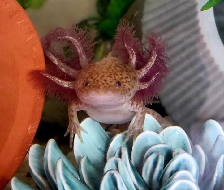 Axolotl medzi rastlinami v akváriu, s výraznými fialovými žiabrami.