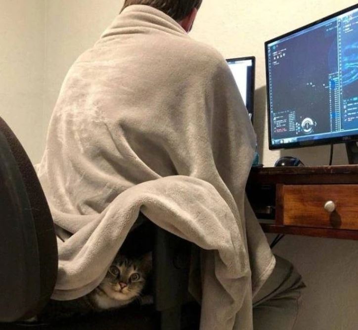 Muž pracuje pri počítači s dekou, mačka sa skryla pod kreslo.