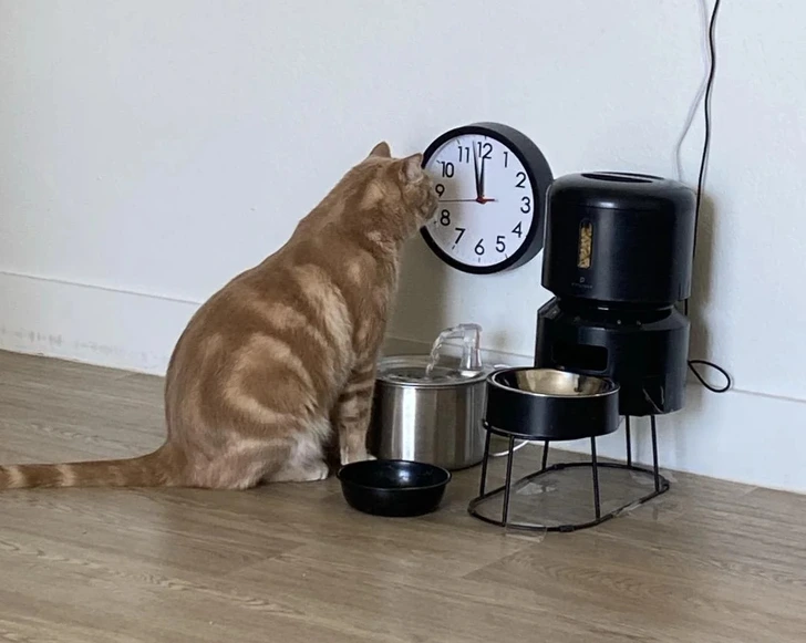 Mačka čaká pri hodinách na jedlo vedľa automate na krmivo a misky s vodou.