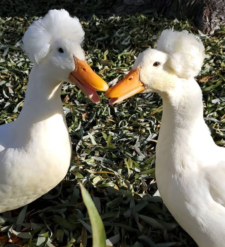 Dve biele kačky s účesmi stoja na tráve, otáčajú sa k sebe a zrejme komunikujú.