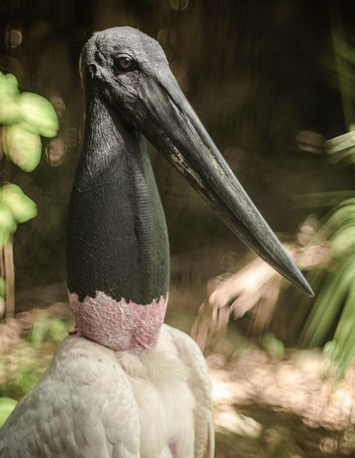 Jabiru stál v prírode, s čiernym zobákom a bielym perím osvetleným slnkom medzi listami v pozadí.