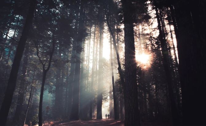 Slnečné lúče v ihličnatom lese, dve postavy kráčajú po ceste, pokojný ranný výhľad.