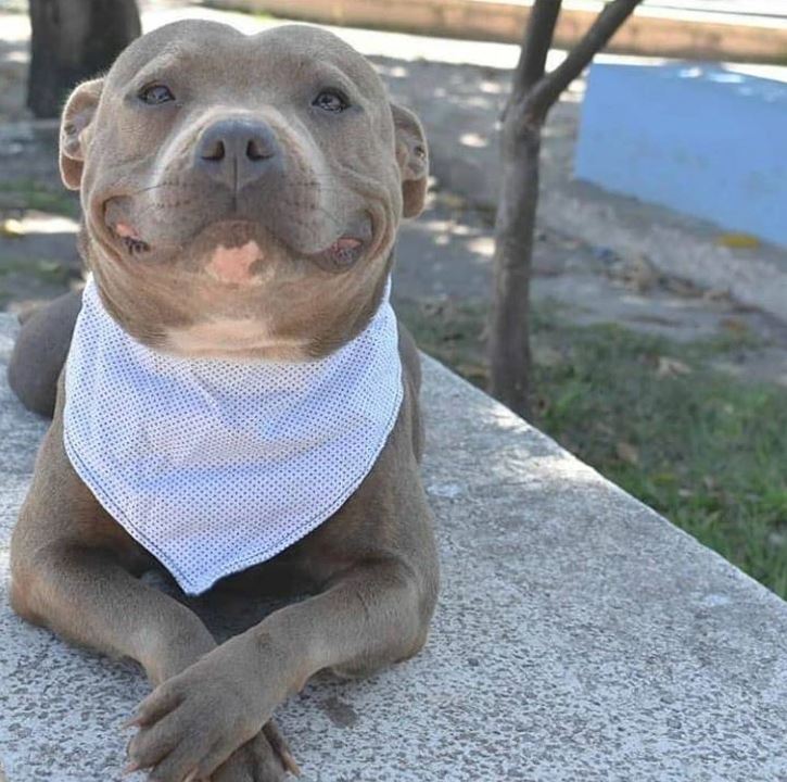 Usmievavý pes s bielou šatkou sedí na lavičke vonku, vyzerá pokojne a spokojne.