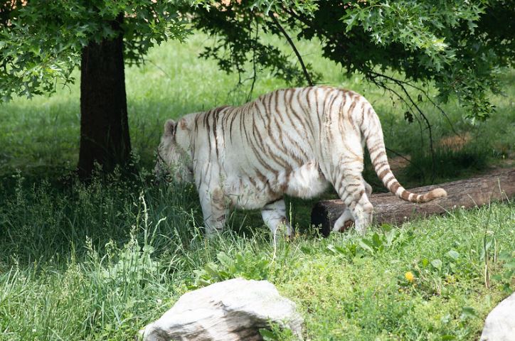 Biely tiger kráča po tráve v tieni stromov, obklopený zeleňou.