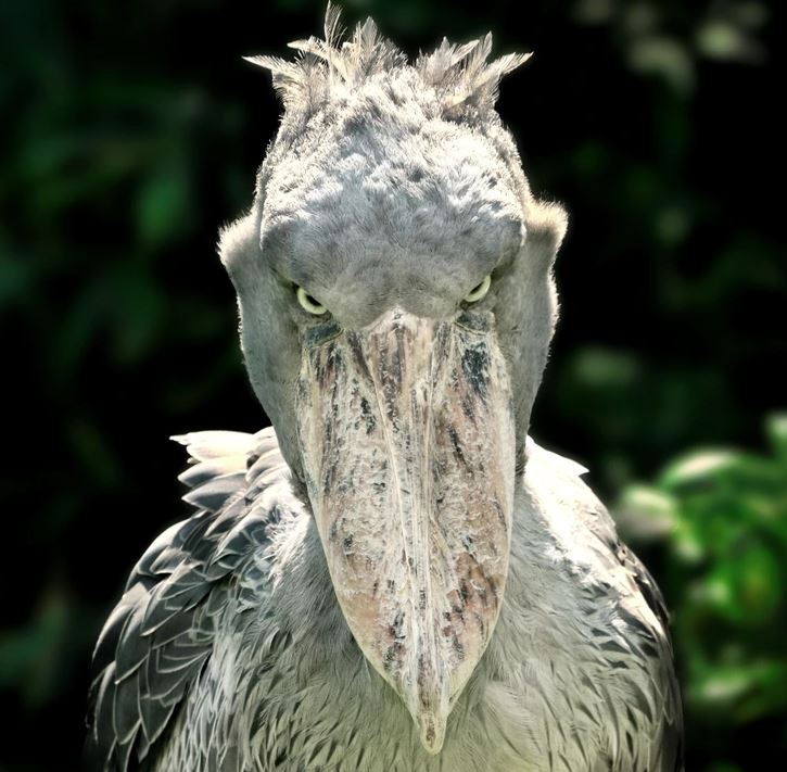 Veľký sivý vták s mohutným zobákom v zblízka pohľade v prírode so zeleným pozadím.