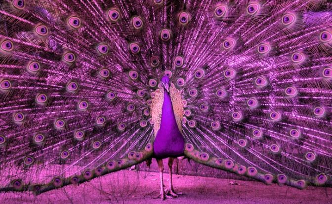 Pestrofarebný páv s roztvoreným chvostom v ružových odtieňoch, vystavuje nádherný vzor pier na zemi.