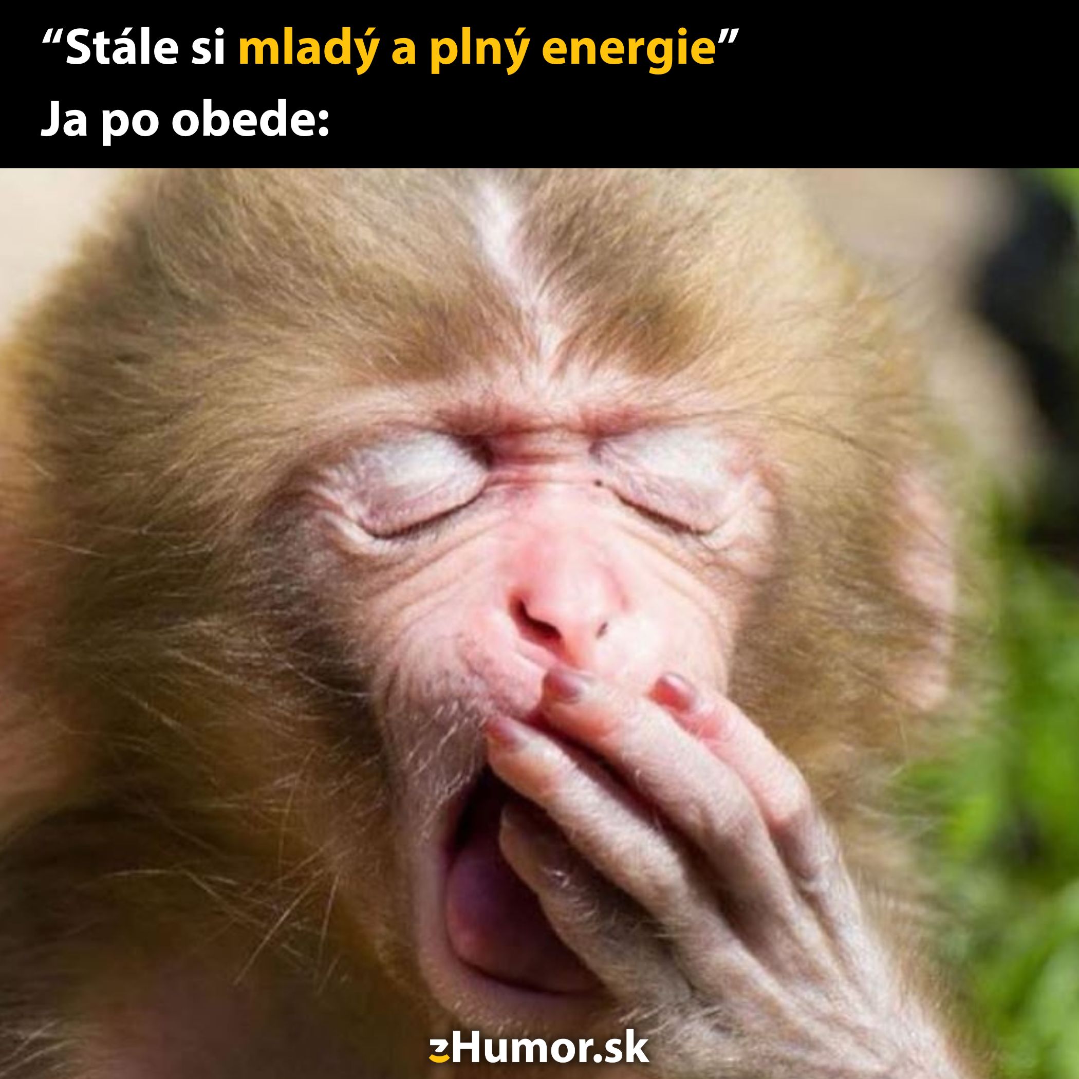 Opička zívajúca s rukou na ústach, symbolizujúca únavu po obede.