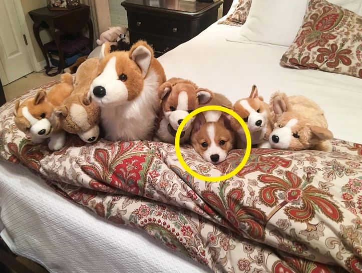 Roztomilé šteniatko corgi medzi plyšovými hračkami na vzorovanej posteli. Hľadaj živého psa!