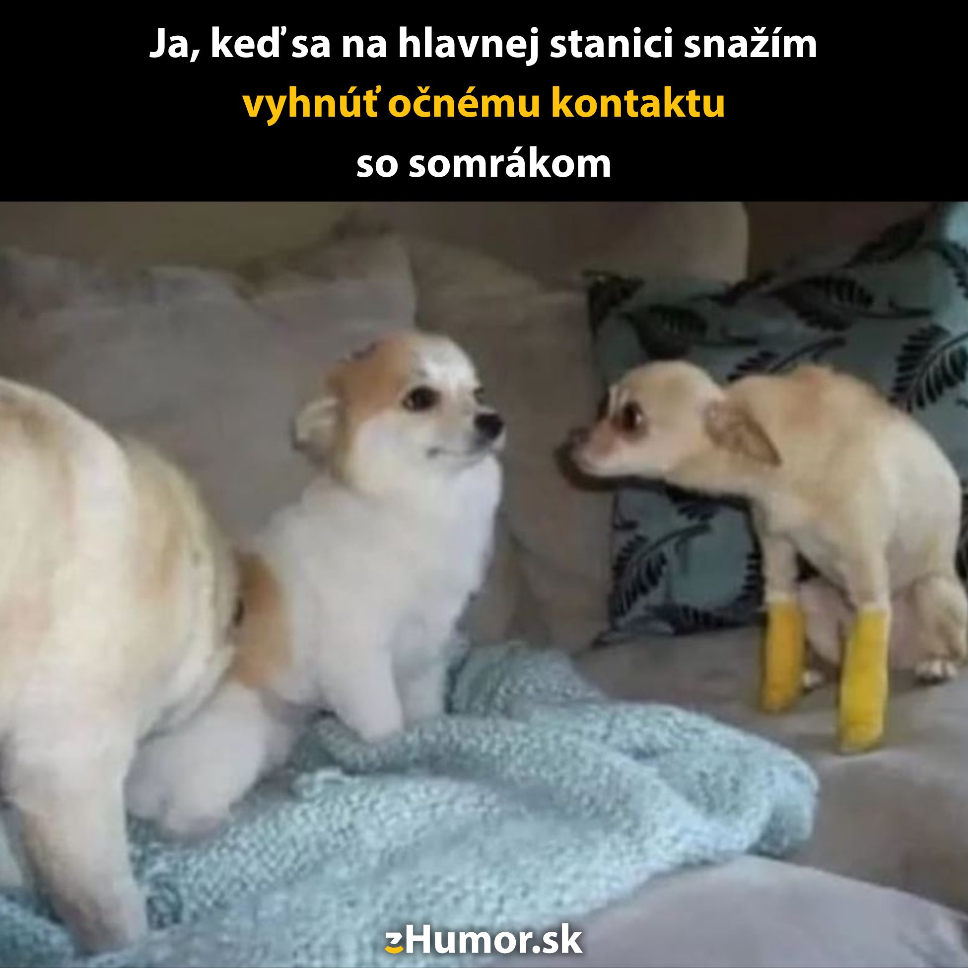 Dva psy na pohovke, jeden sa vyhýba pohľadu druhého, vtipná situácia evokujúca sociálnu neistotu.