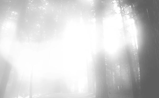 Hmlistý les s prenikajúcim slnečným svetlom vytvára tajomnú atmosféru.