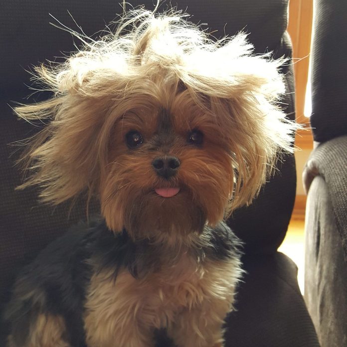 Malý psík s rozcuchanou srsťou sedí na svetlom pozadí a vyčnievajúcim jazýčkom.