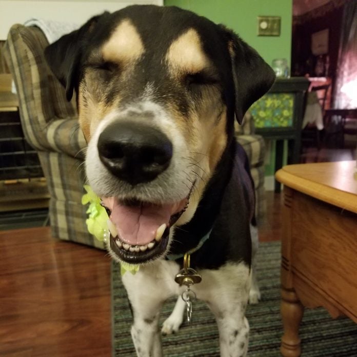 Veselý pes s očami zavretými od radosti v obývačke, pripravený na zábavu a maškrty.