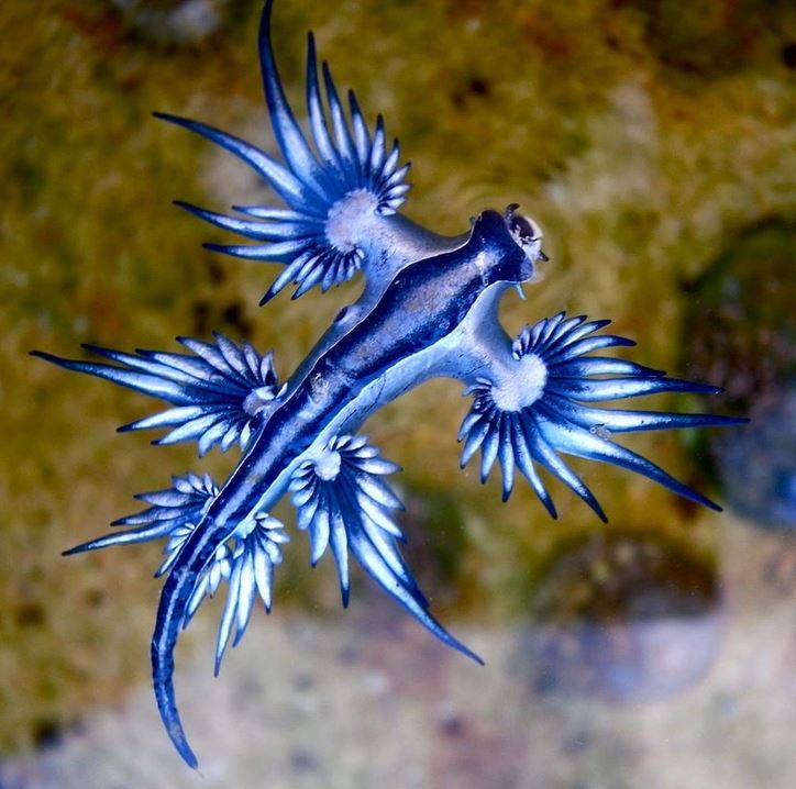 Modrý drak (Glaucus atlanticus) na hladine vody, morský slimák s výrazným vzhľadom a zaujímavými farbami.