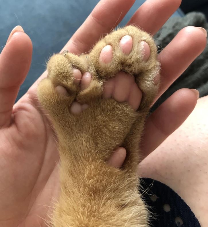 Mačacia labka s piatimi prstami na ruke človeka. Pôvabný detail zvieracieho priateľstva.