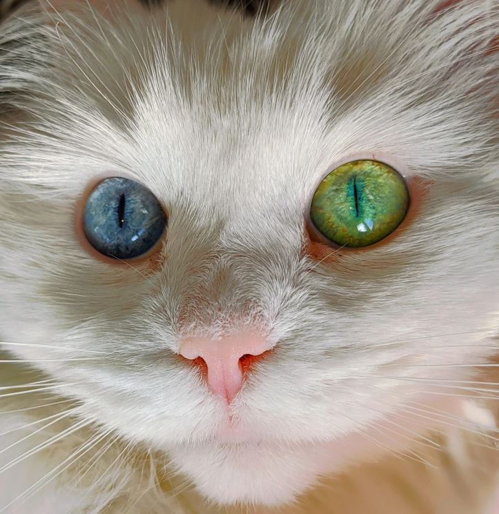 Biela mačka s rozdielnymi očami: jedno modré, druhé zelené. Detailný záber tváre zvýrazňuje jej krásu.