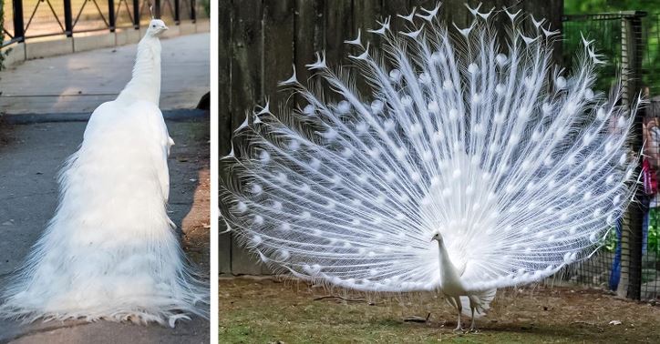 Biely páv s rozprestretým chvostom v prírodnej rezervácii, zvýraznený na trávnatom povrchu pri drevenej ohrade.