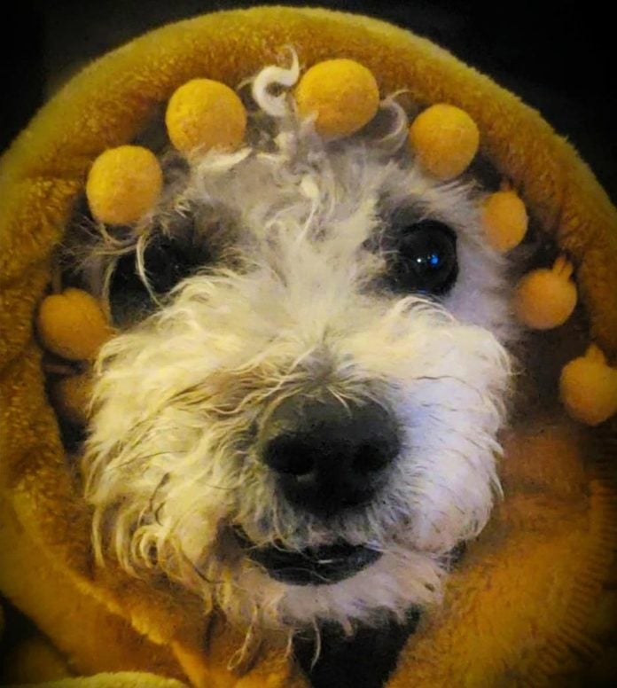 Pes v žltom kostýme s kapucňou a guľkami, vyzerá ako roztomilý lev v blízkosti.