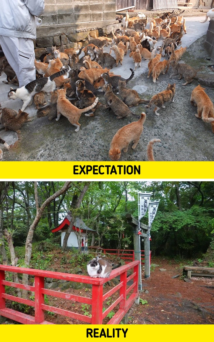 Horná časť: množstvo mačiek vonku, Dolná časť: osamelá mačka na drevenom zábradlí pri chráme.