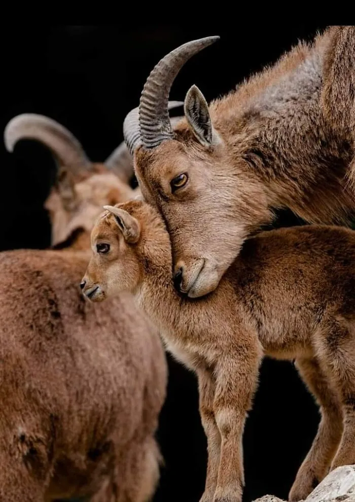 Kozy s hnedou srsťou, jedna dospelá objíma mláďa, stojace na skale.