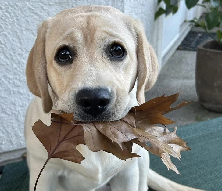 Roztomilý labrador drží jesenný list v papuli, stojac na koberci pred domom.