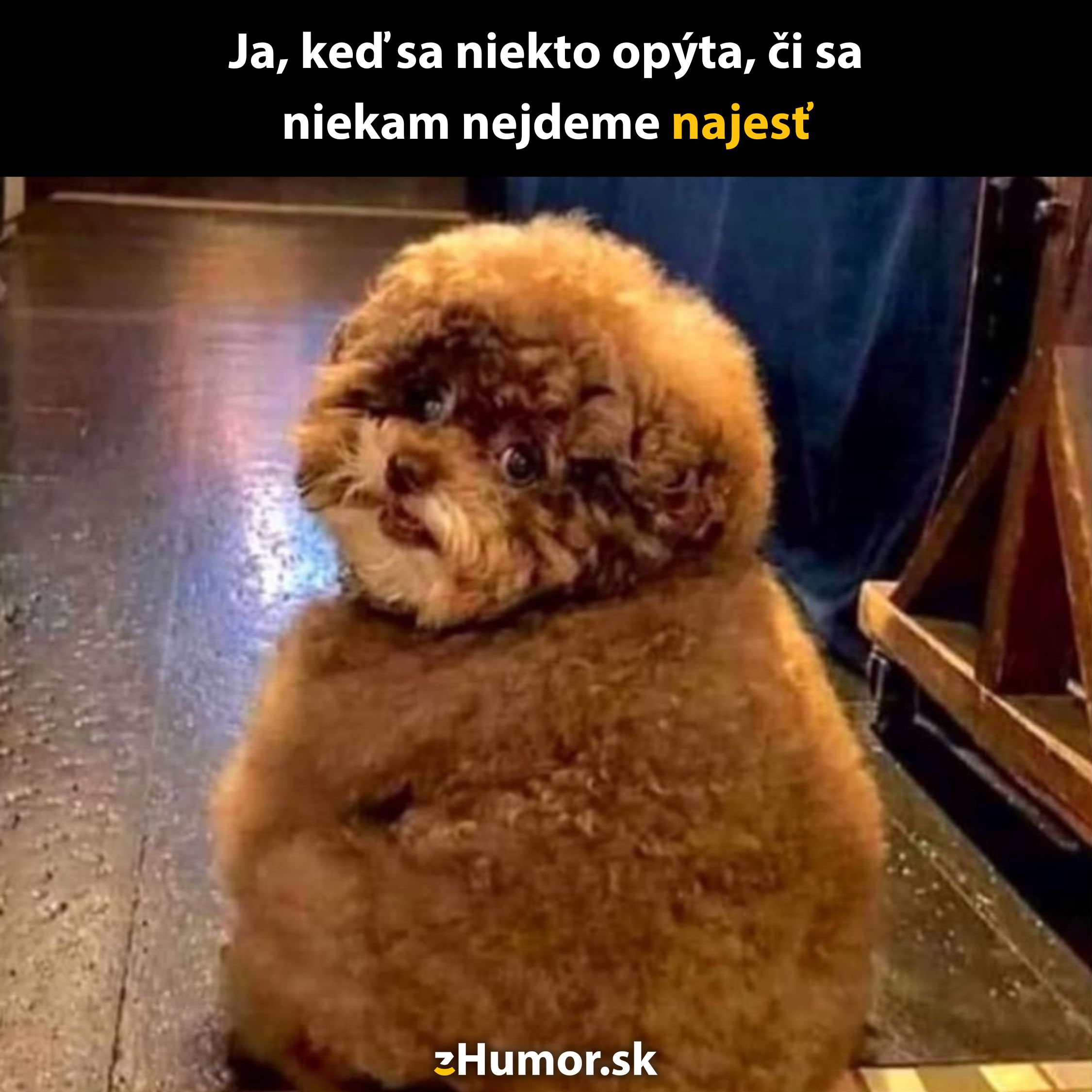 Roztomilý hnedý pudel sa obzerá s výrazom zvedavosti a očakávania na lesklej podlahe.