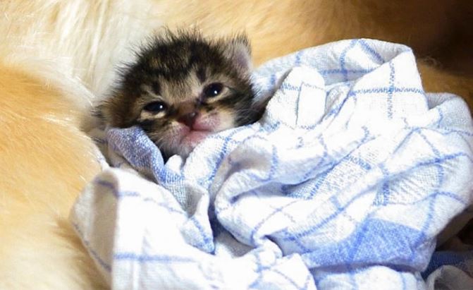 Novonarodené mačiatko zabalené v mäkkej deke, pohodlne oddychujúce.