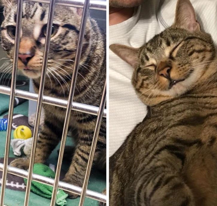 Mačka z útulku nájde nový domov: smutná v klietke a šťastne spí na pohovke.