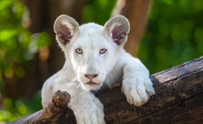 Mladý biely lev odpočíva na konári v zelenom prostredí, plne sústredený a pokojný.