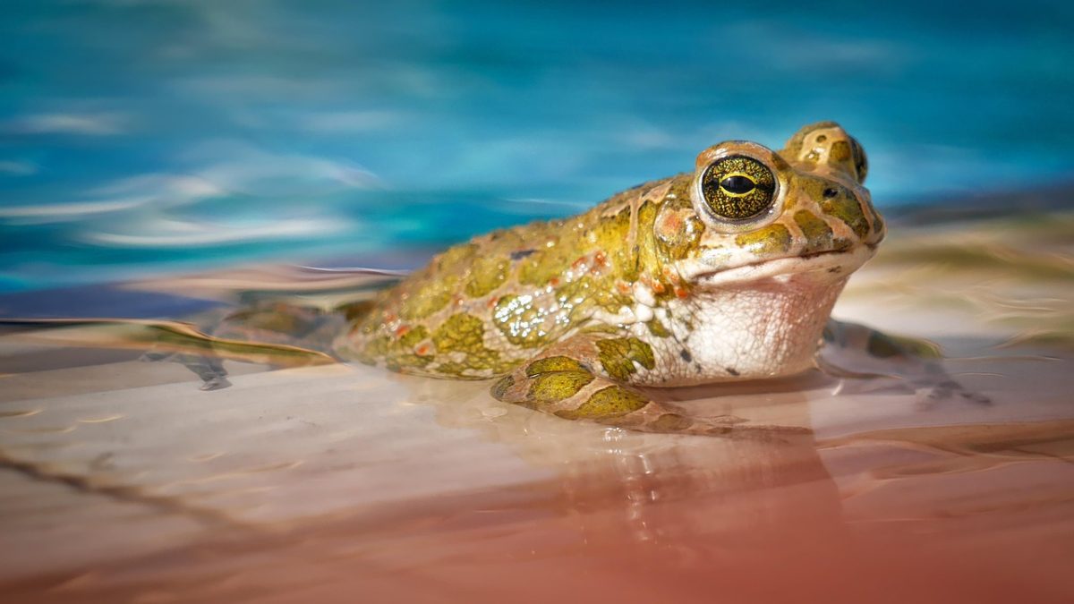 waters, nature, frog, animal, to bathe, pool, eyes, wildlife, frog, frog, frog, frog, frog