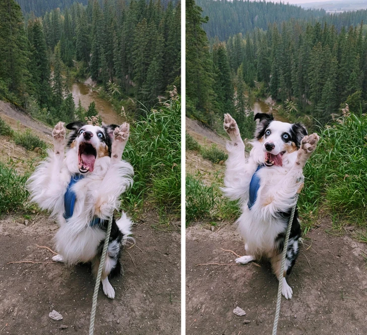 Pes na výlete v prírode pózuje s nadšením, les v pozadí, zdvihnuté labky v humornom geste.