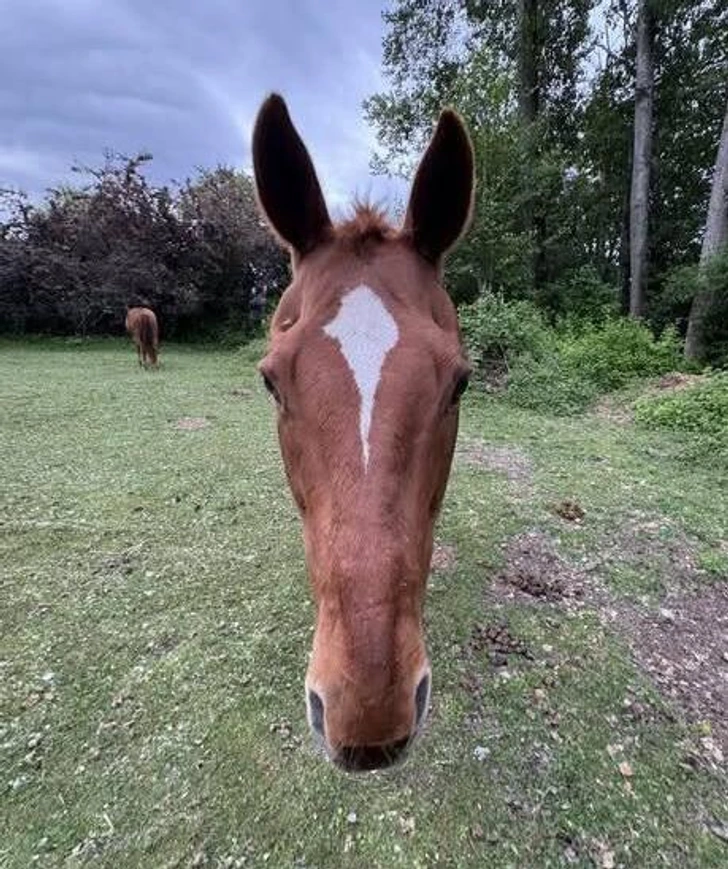 Hnedý kôň s bielou lysinou stojí na zelenej lúke, za ním stromy a obloha pod mrakmi.