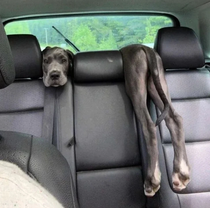 Pes leží cez operadlo v aute, s hlavou a labkami na rôznych stranách.