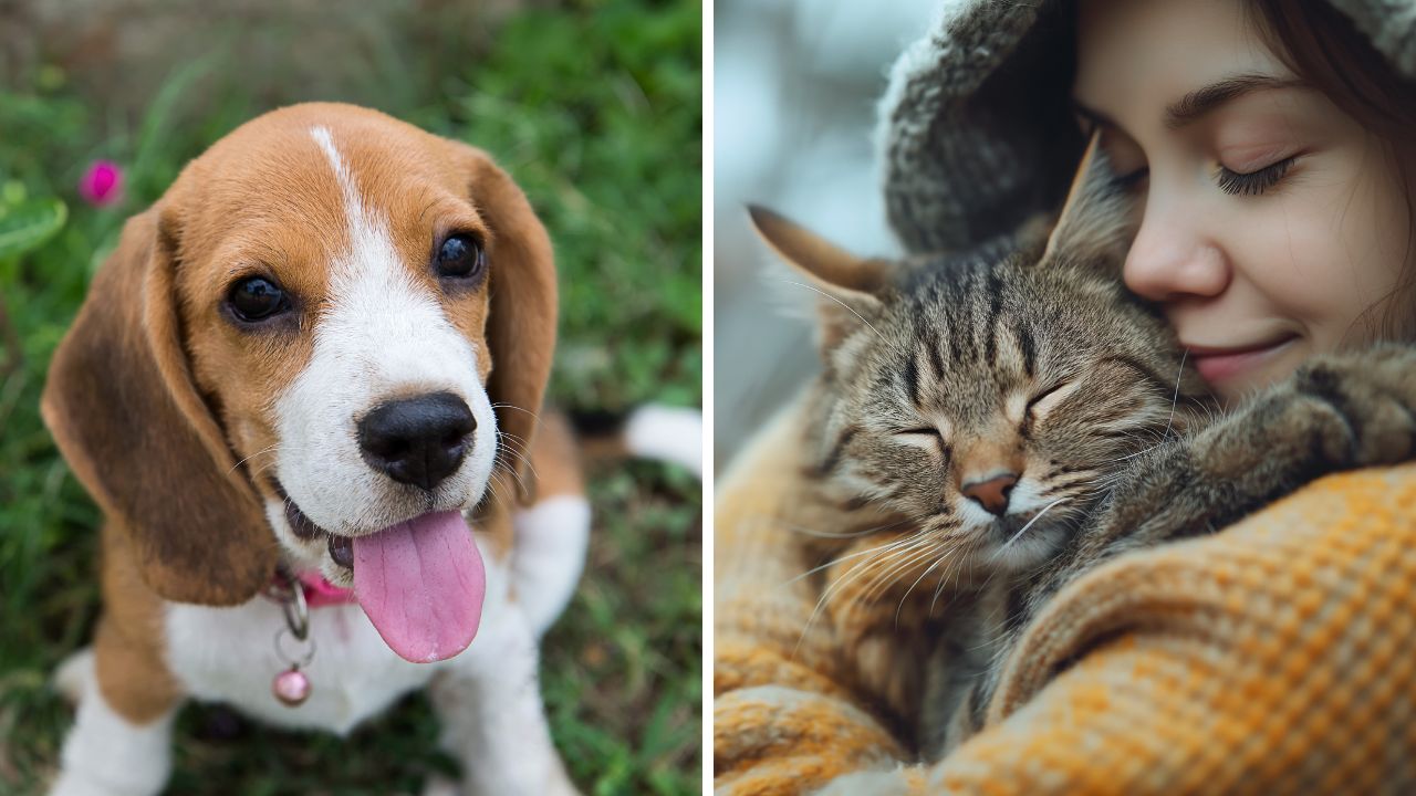 Usmievavý bígl na lúke a mačka v náručí dievčaťa – láska k domácim miláčikom.