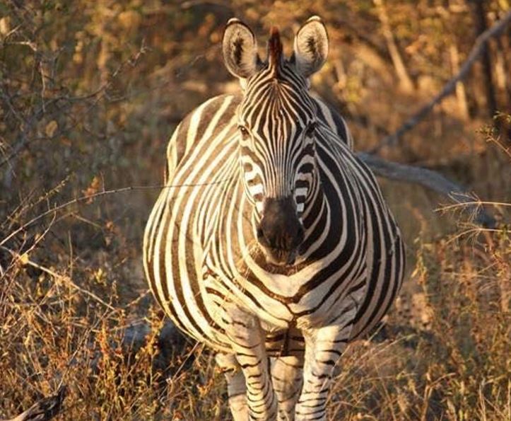 Zebra v savane, stojaca frontálne s charakteristickými čiernobielymi pruhmi, obklopená suchou trávou a kríkmi.