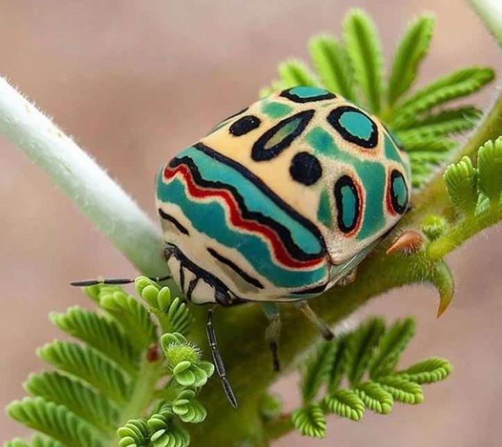 Pestrofarebný chrobák s geometrickým vzorom na tele sedí na zelenej stonke rastliny.