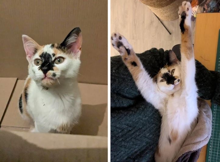 Mačka v krabici a na pohovke s vystretými labkami, hravý okamih domáceho miláčika.