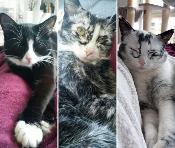 Tri mačky odpočívajú na deke, každá s iným vzorom srsti, relaxujú v pohodlí domova.