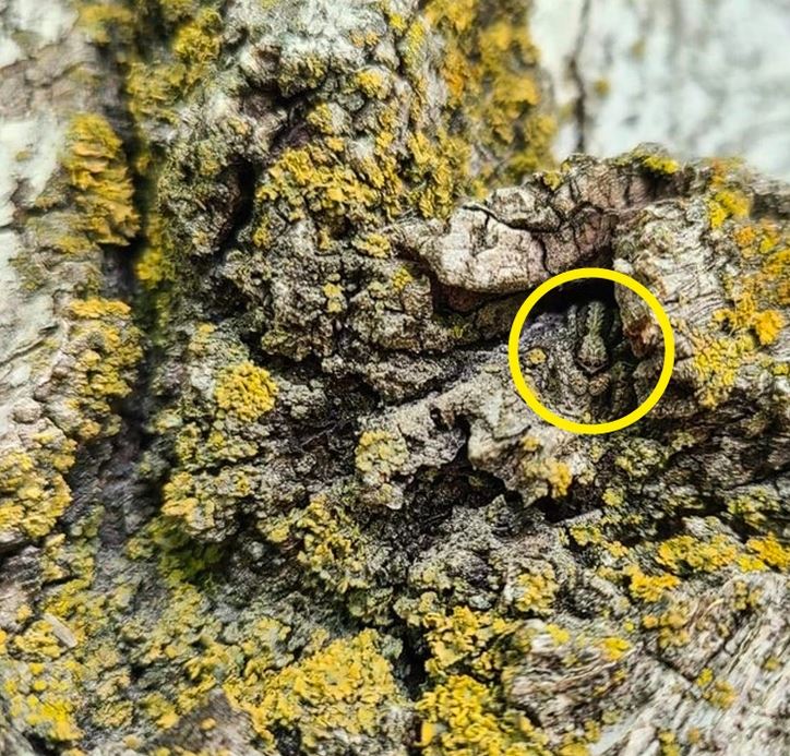 Kôra stromu porastená machom s dokonale maskovanou žabou, zvýraznenou žltým kruhom.