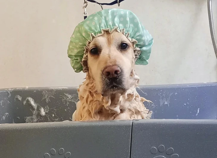 Pes vo vani s čiapkou na hlave pri kúpeli, veselá chvíľa v psím salóne krásy.