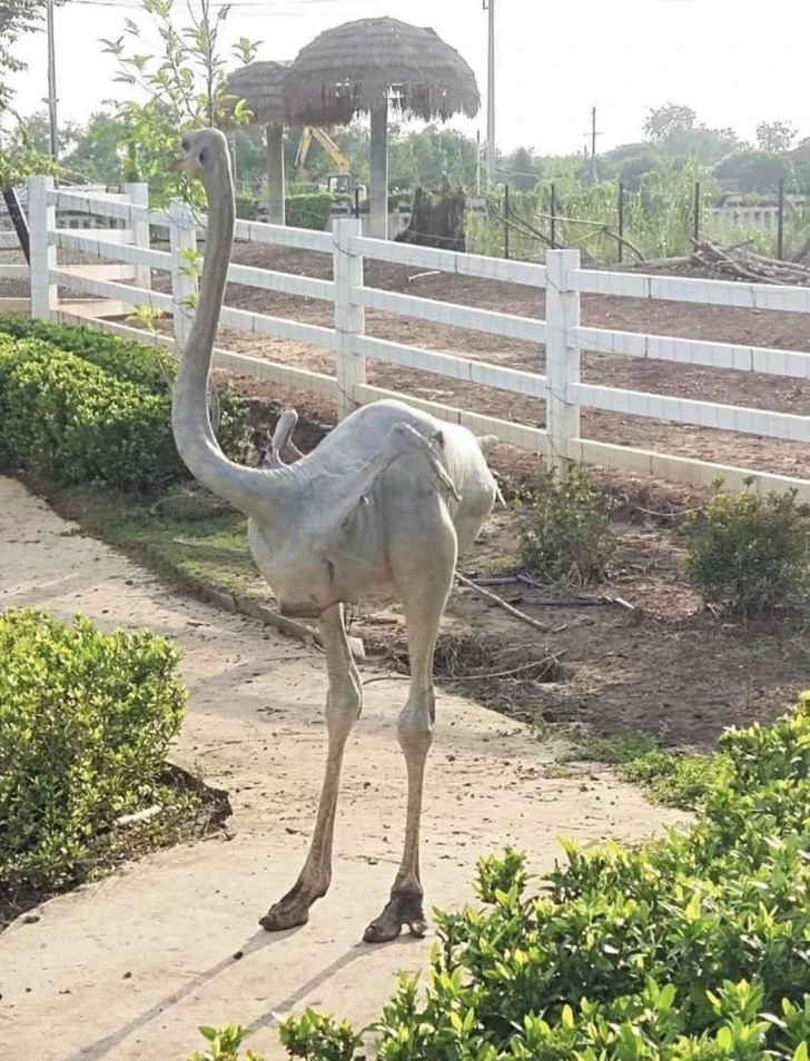 Neznámy vták s dlhým krkom na farme, za bielym plotom, obklopený zeleňou a prírodou.
