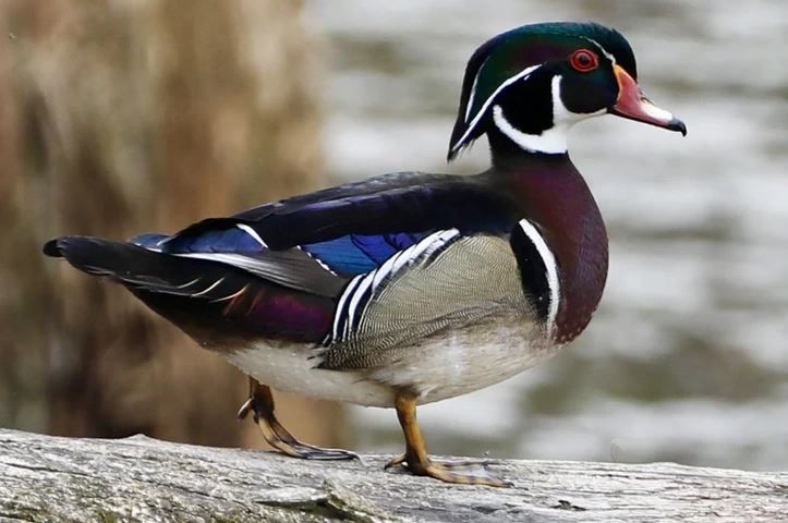 Farebná kačica na pni, kontrastné perie, živá príroda pri vode.