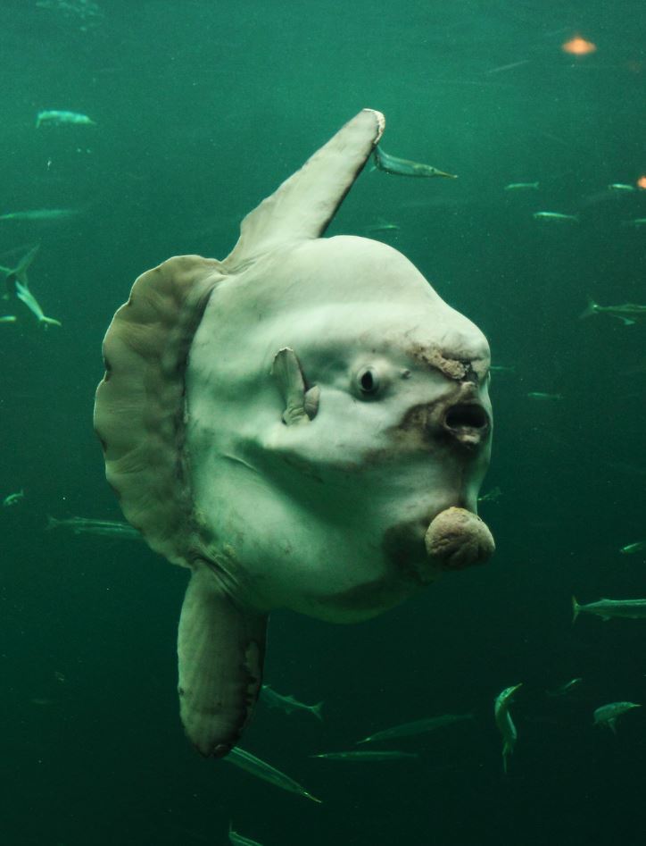 Obrázok zobrazuje oceánskeho mesačníka plávajúceho vo vode, obklopeného menšími rybami.