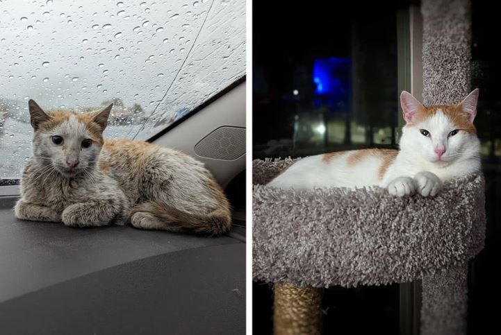 Premena mačky: z mokrej a vystrašenej na spokojného domáceho miláčika.