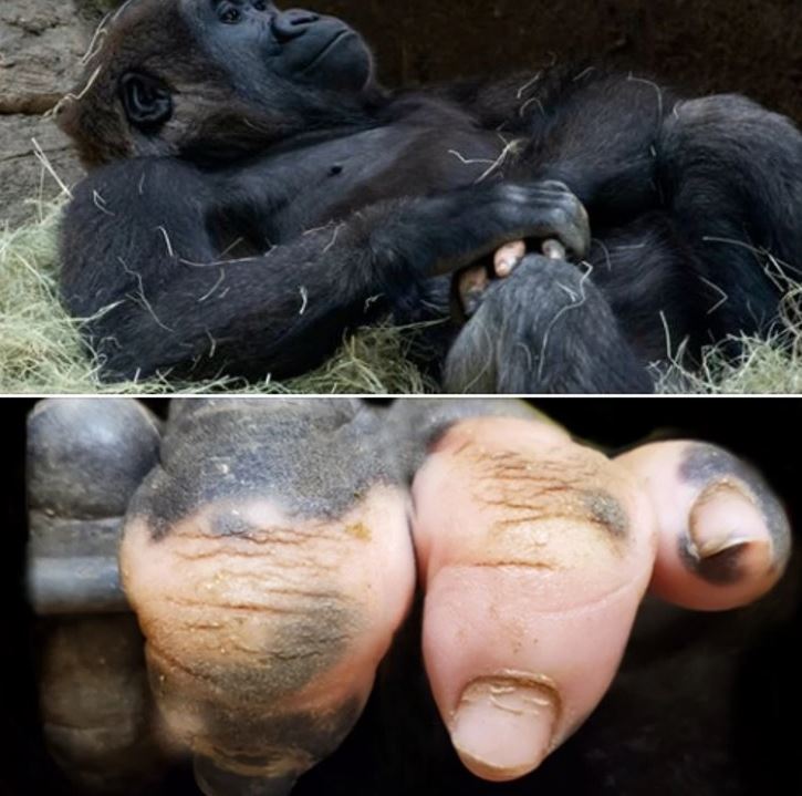Ležiaca gorila v slame, detail na jej prsty a nechty v spodnej časti obrázka.