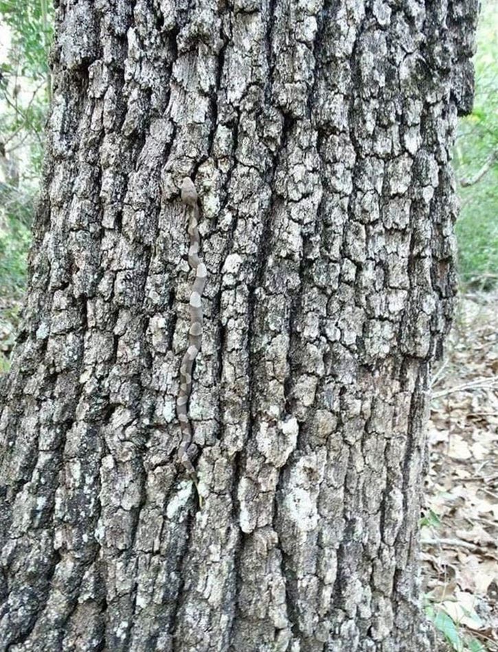 Had dokonale zamaskovaný na drsnej kôre stromu v lese.