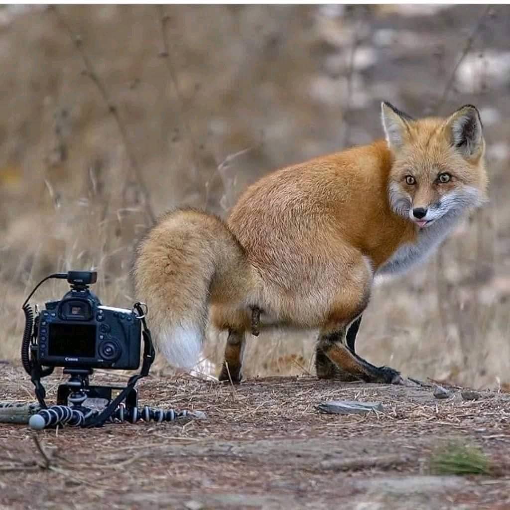 Líška pózuje pred kamerou v prírodnom prostredí na lesnej čistinke.